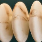 Ufo Camlı Yemek Masası Sarkıt Aydınlatma